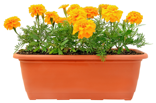 Blumenkasten mit Tagetes