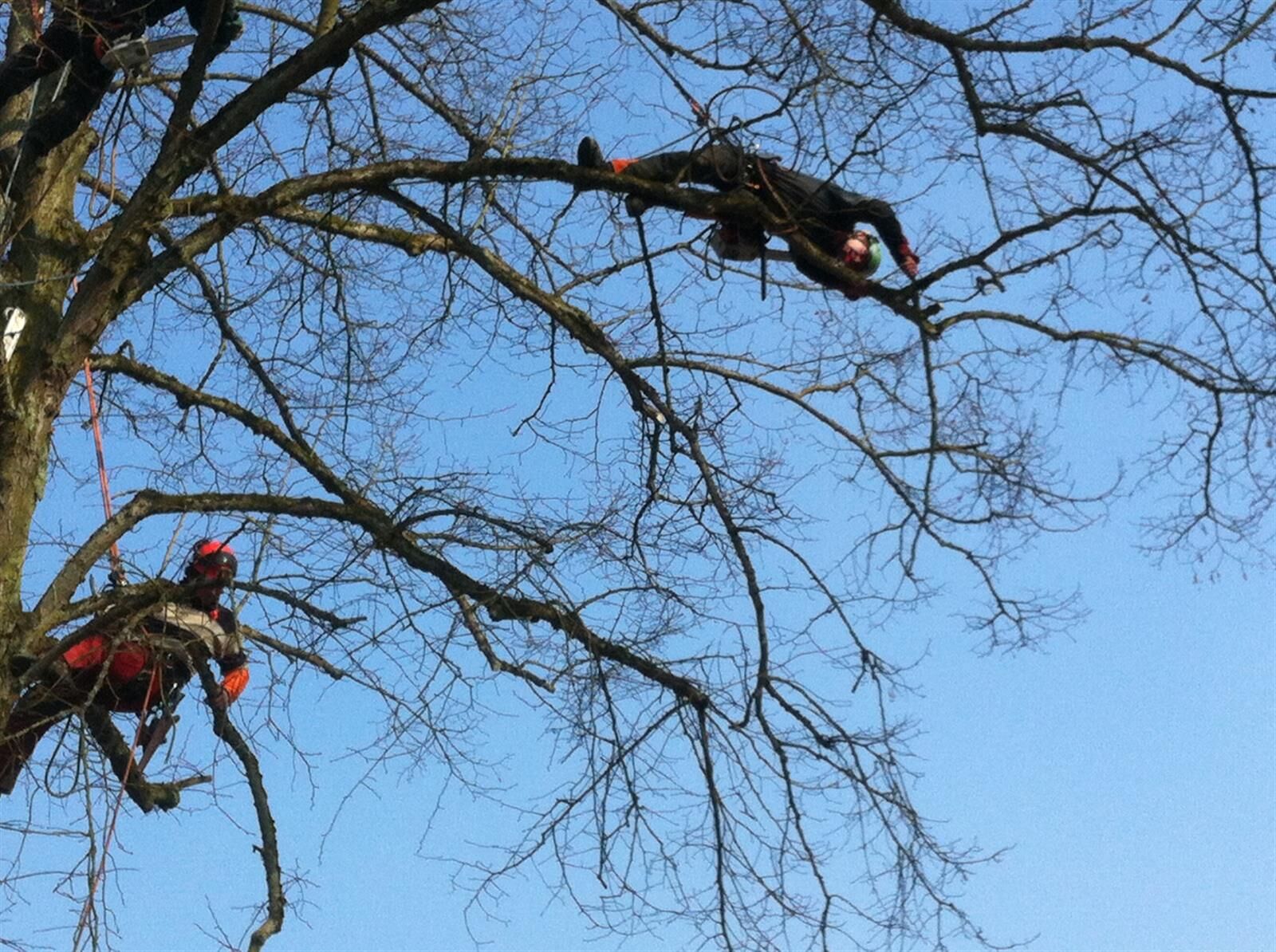 TreeTime