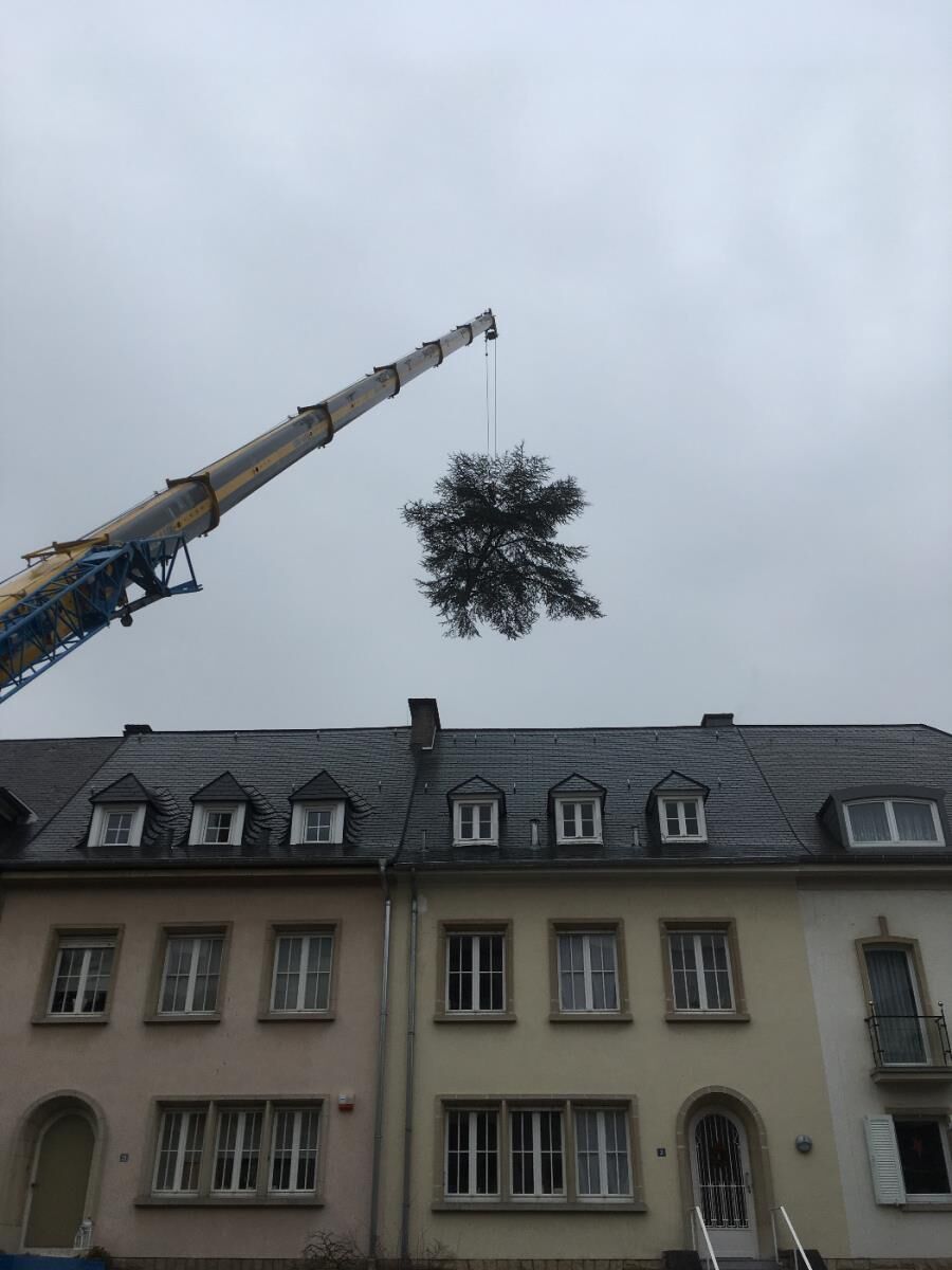 TreeTime — photo 3