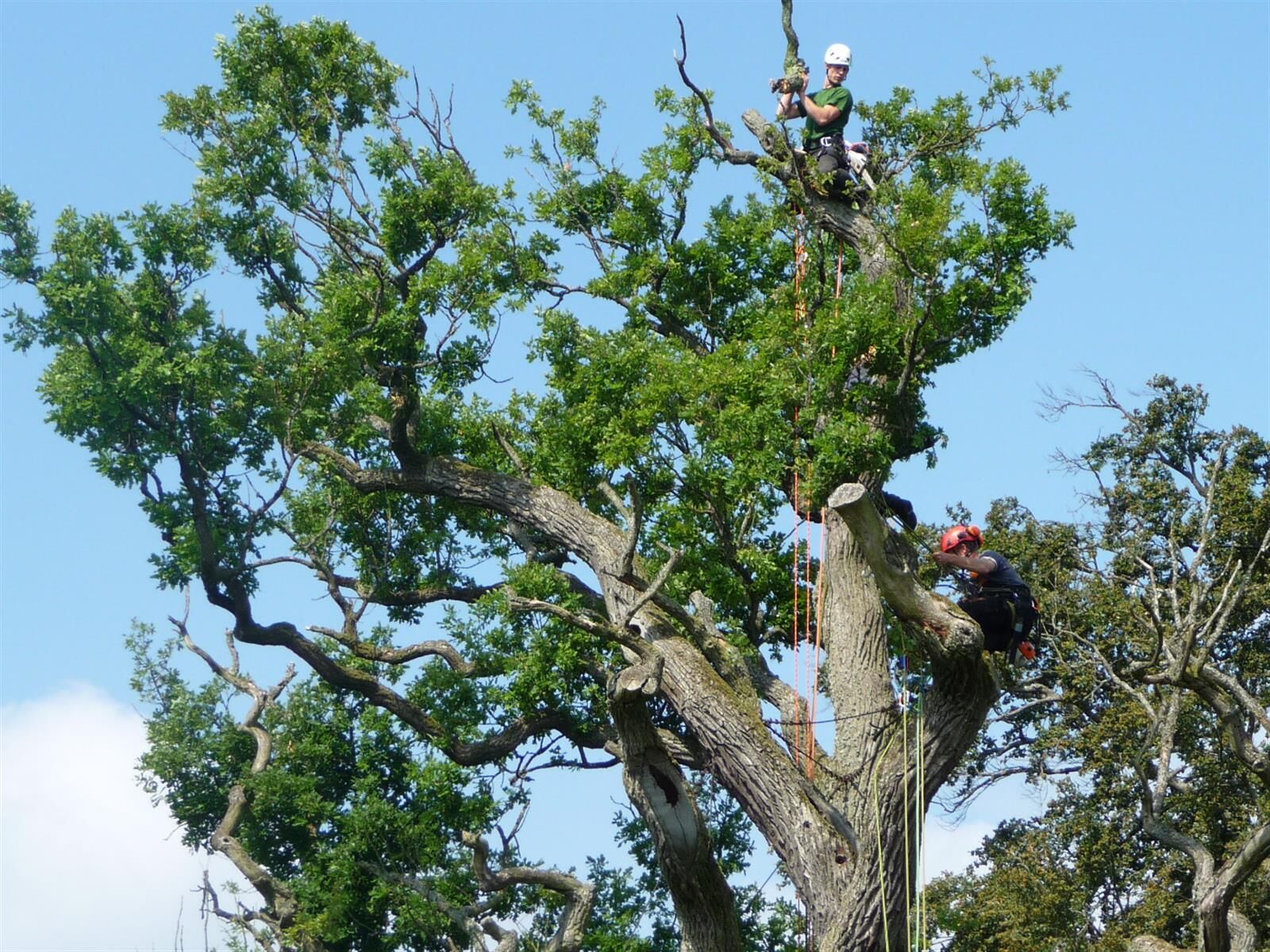 TreeTime — photo 4