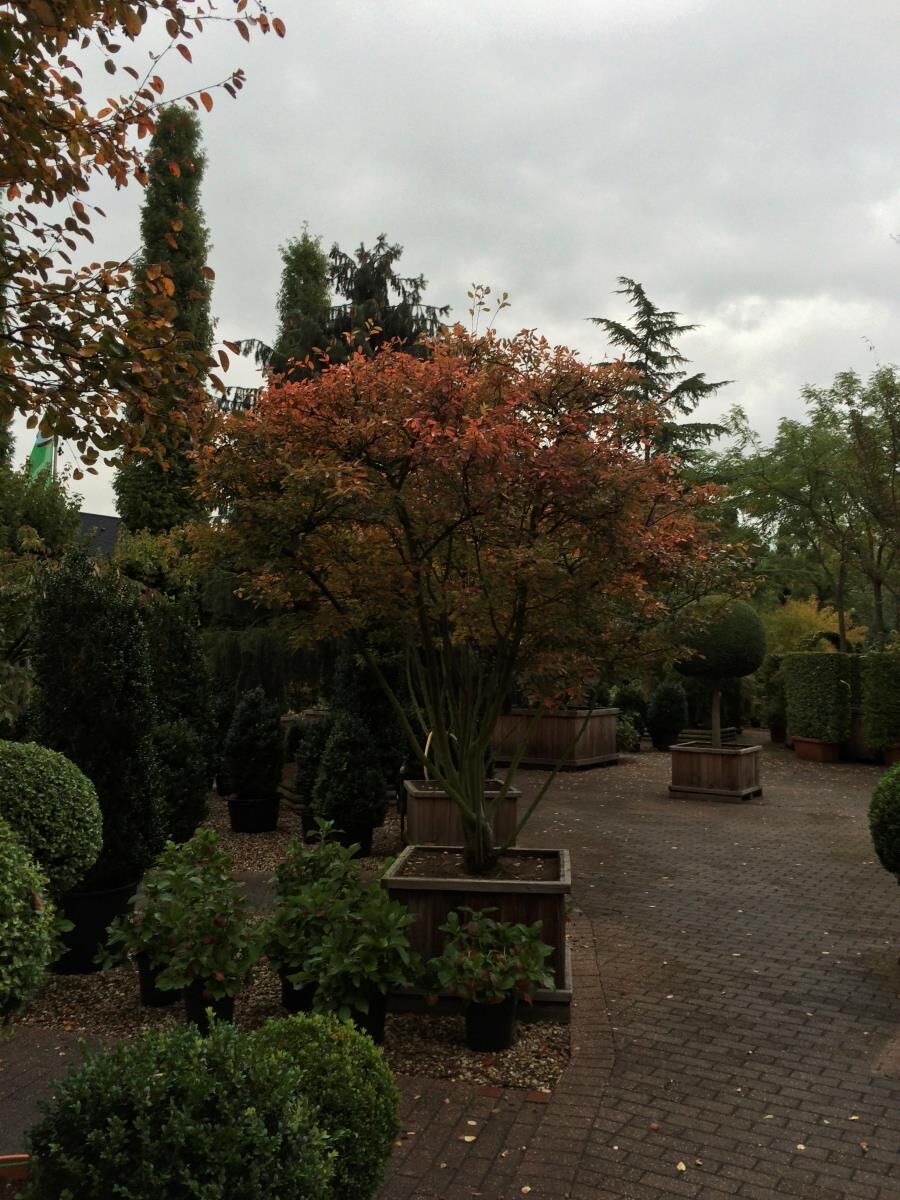 Green Space — Foto 6
