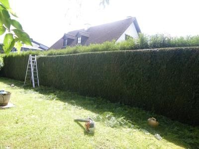 Jardin Alves — photo 2