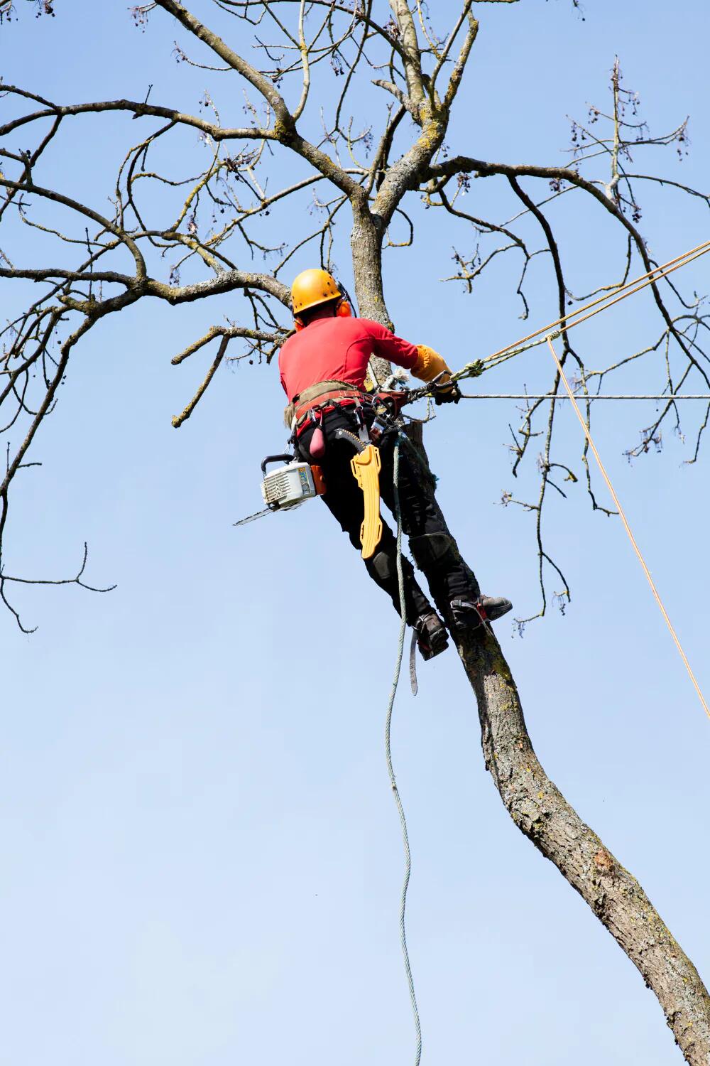 Arborigreen — photo 3