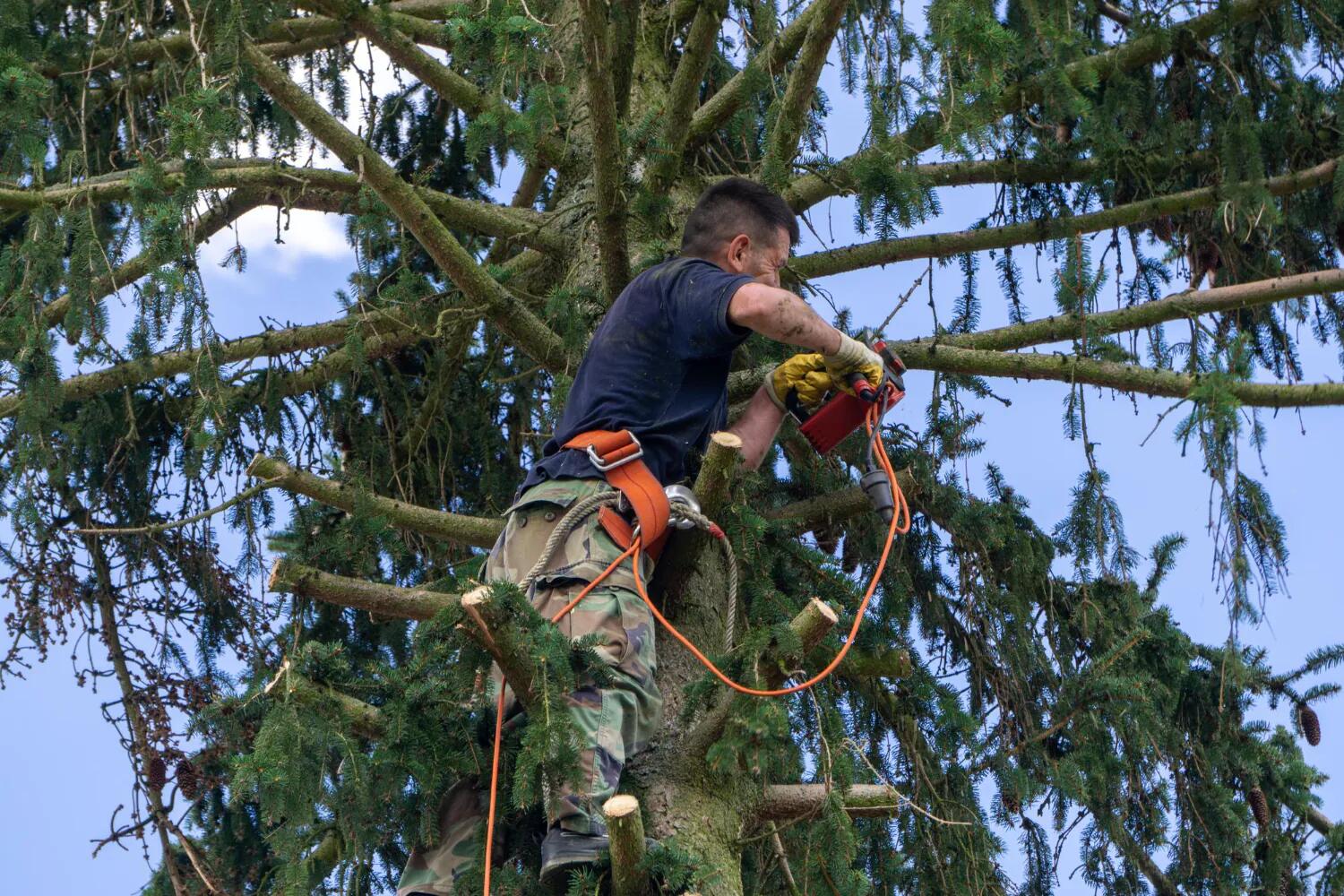 Arborigreen — photo 5