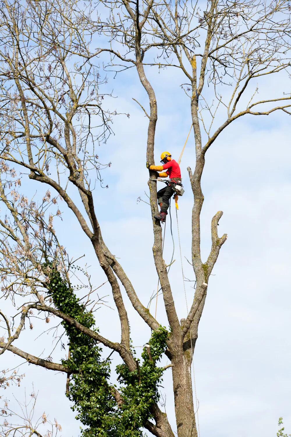 Arborigreen — photo 2