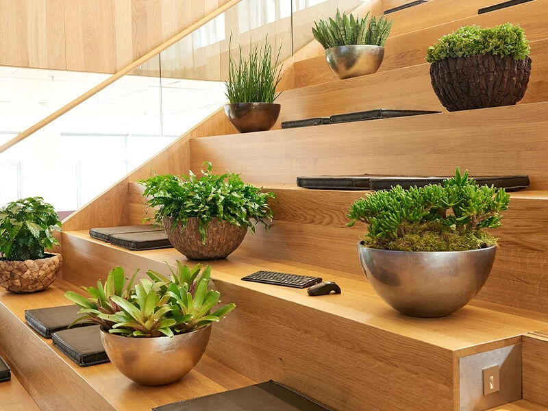 Blumenthal Jardinage et Hydroculture — photo 11