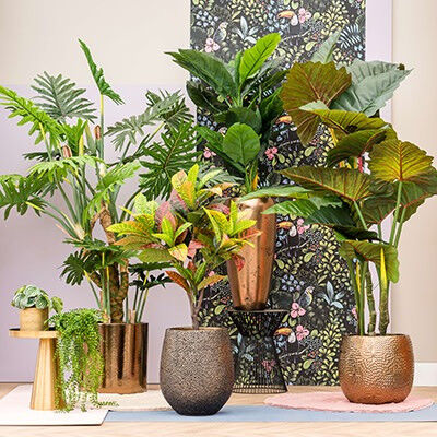 Blumenthal Jardinage et Hydroculture — photo 15
