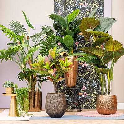 Blumenthal Jardinage et Hydroculture — photo 15 miniature