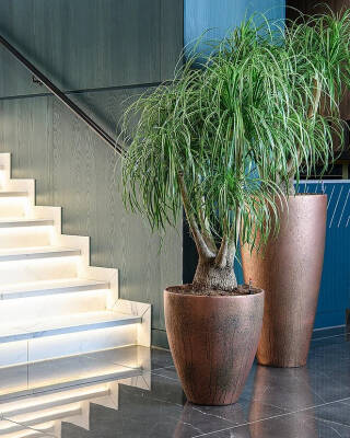Blumenthal Jardinage et Hydroculture — photo 12 miniature