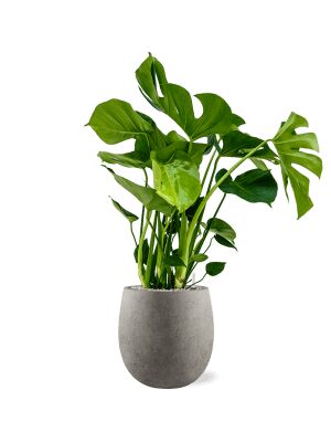 Blumenthal Jardinage et Hydroculture — photo 26