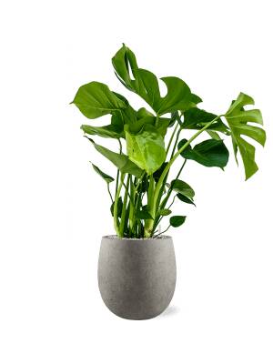 Blumenthal Jardinage et Hydroculture — photo 26 miniature