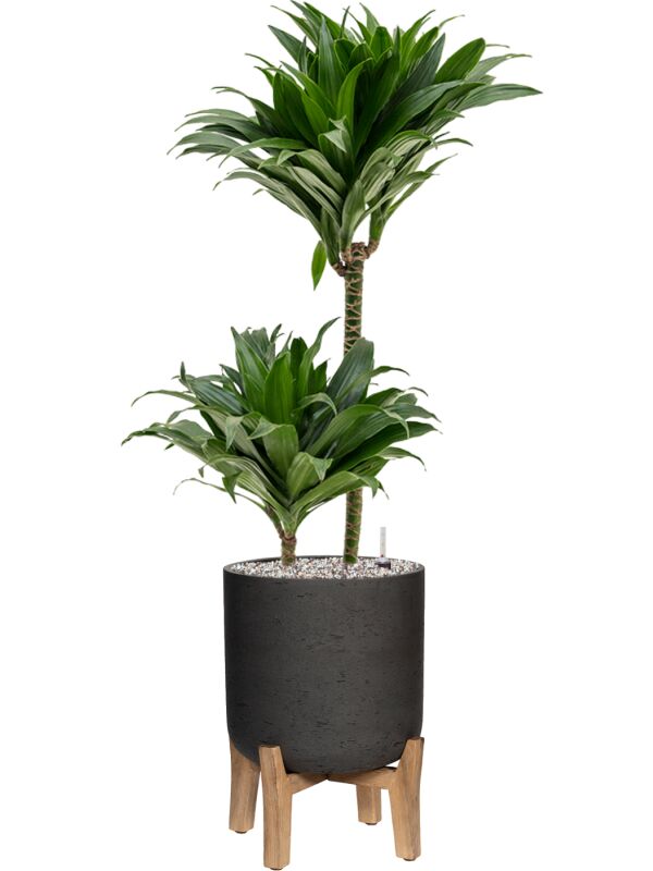 Blumenthal Jardinage et Hydroculture — photo 27