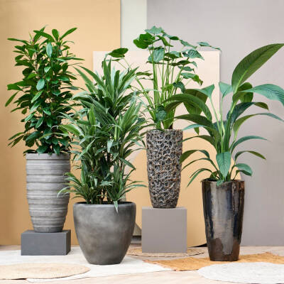 Blumenthal Jardinage et Hydroculture — photo 18 miniature