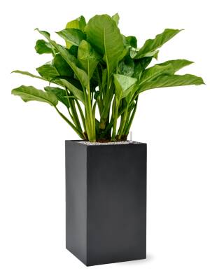 Blumenthal Jardinage et Hydroculture — photo 22 miniature