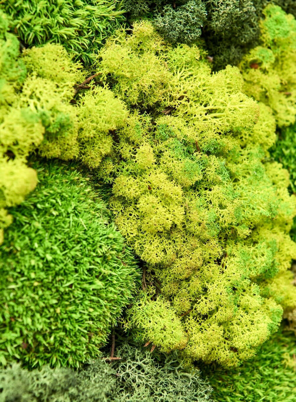 Blumenthal Jardinage et Hydroculture — photo 17