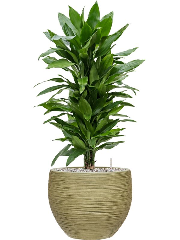 Blumenthal Jardinage et Hydroculture — photo 21