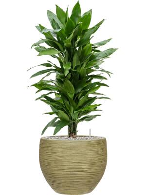 Blumenthal Jardinage et Hydroculture — photo 21 miniature